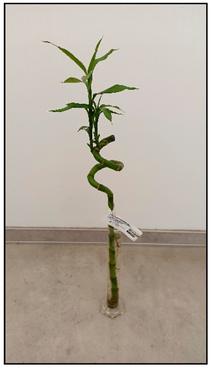 Figure 19