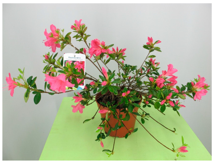 Figure 34
