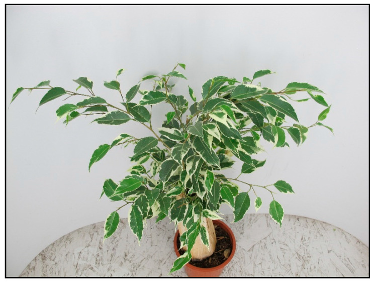Figure 33