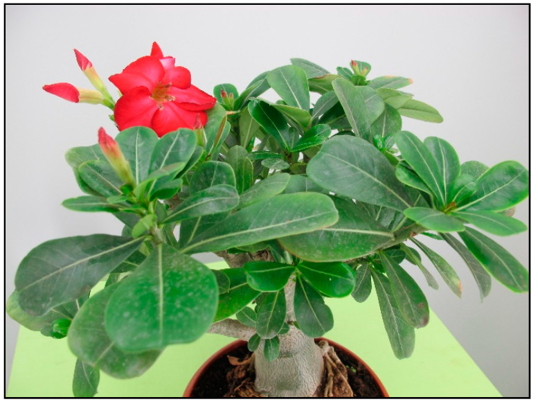 Figure 30