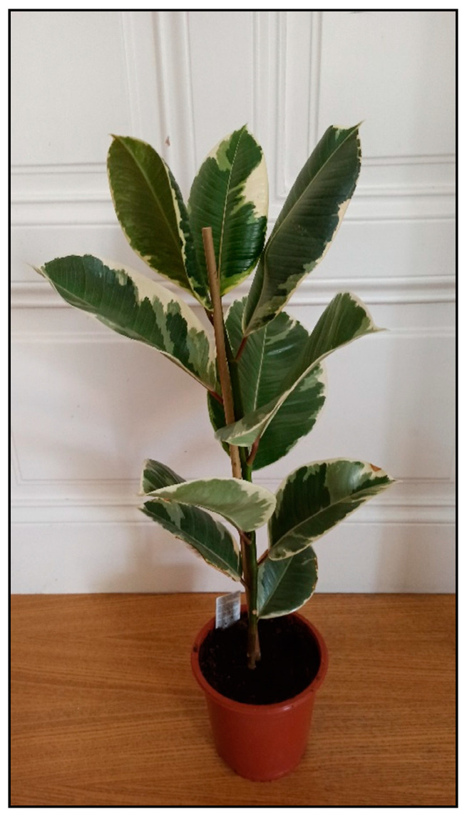 Figure 32