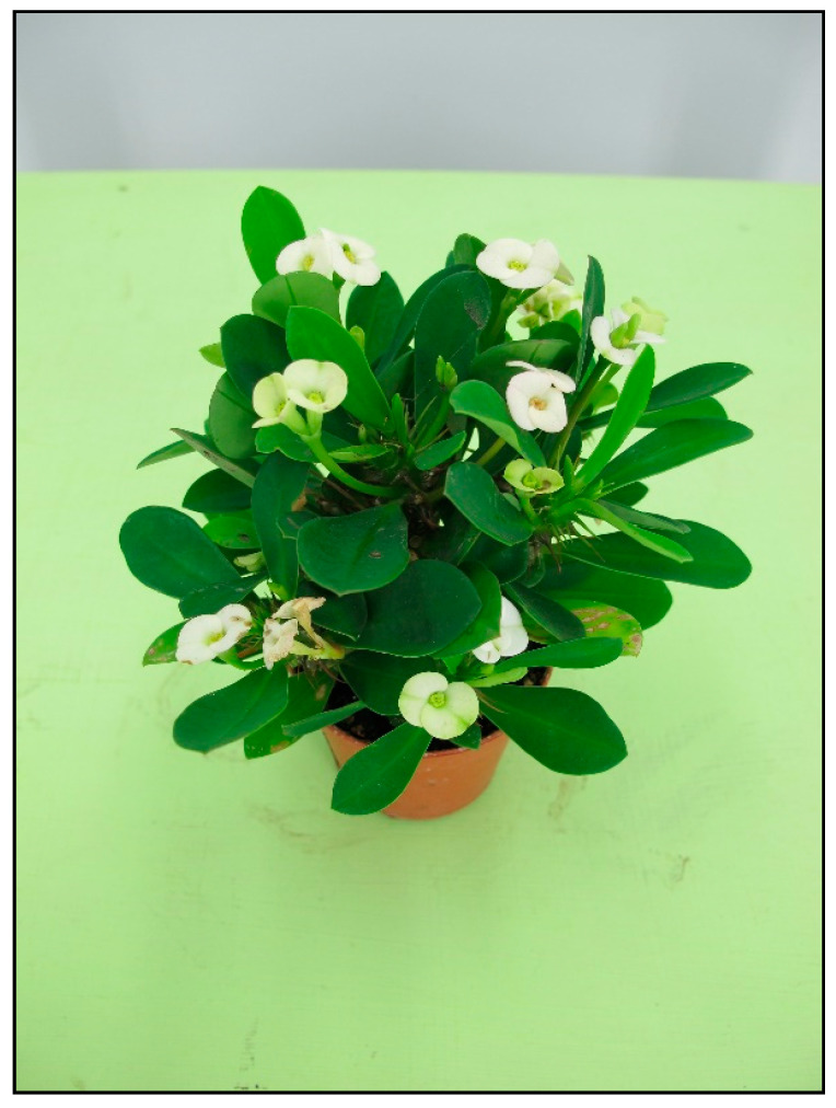 Figure 12