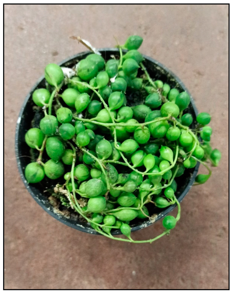 Figure 31