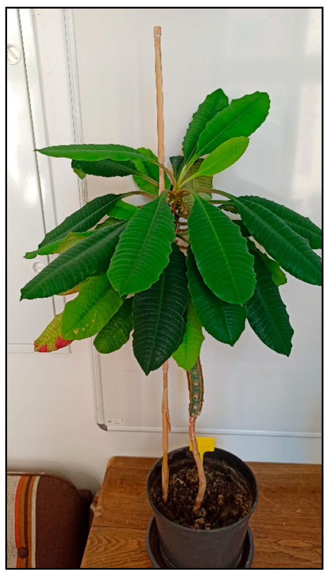 Figure 13