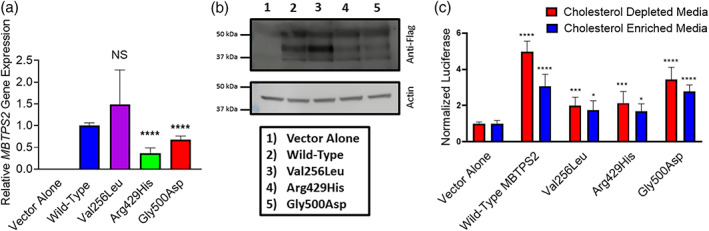 FIGURE 2