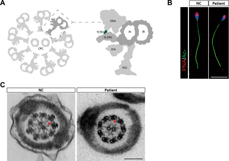 Fig. 2