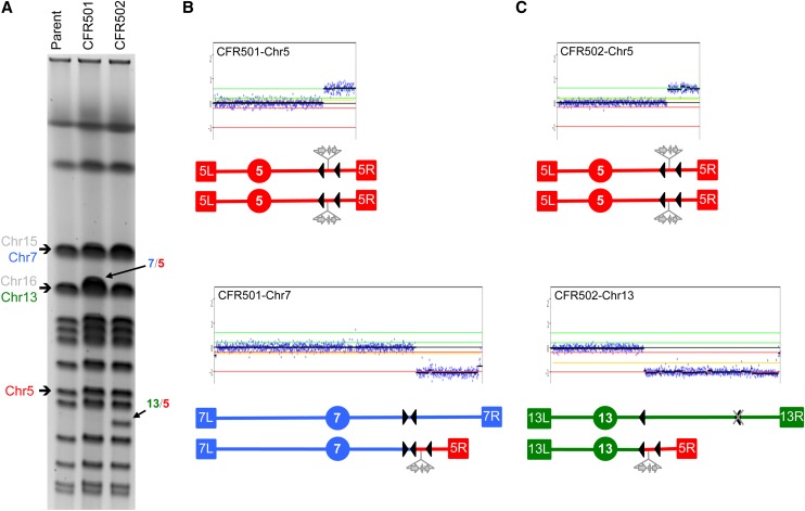 Figure 4