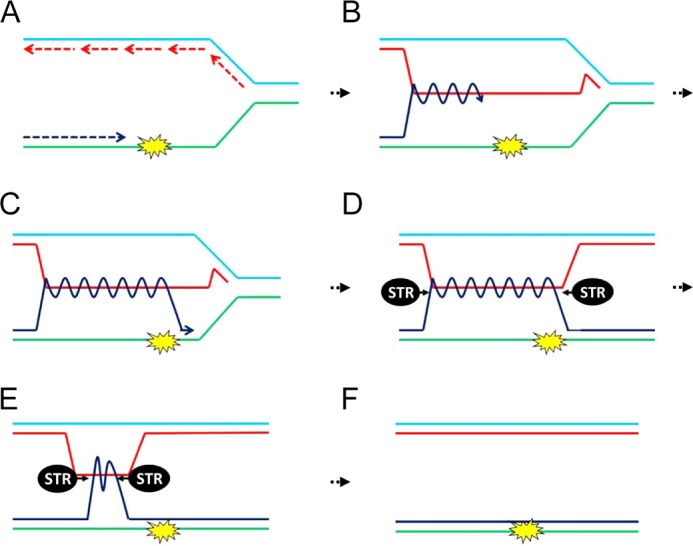 FIGURE 1.