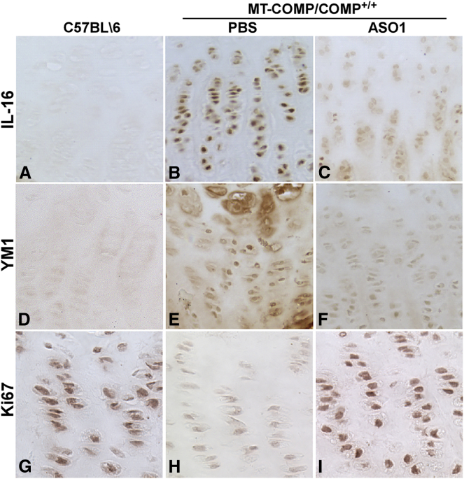 Figure 6