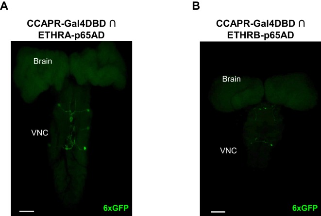 Figure 6—figure supplement 1.