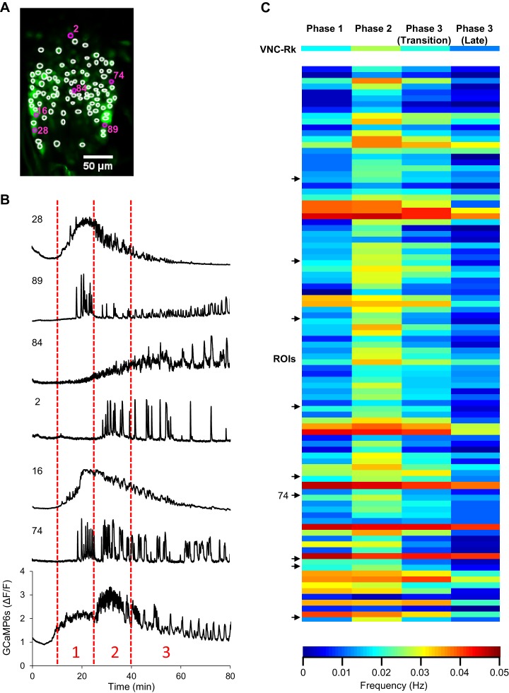 Figure 5—figure supplement 1.