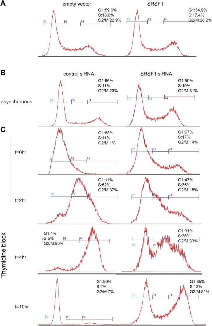 Figure 5—figure supplement 1.