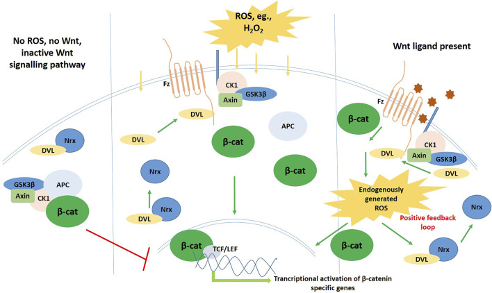 FIGURE 4