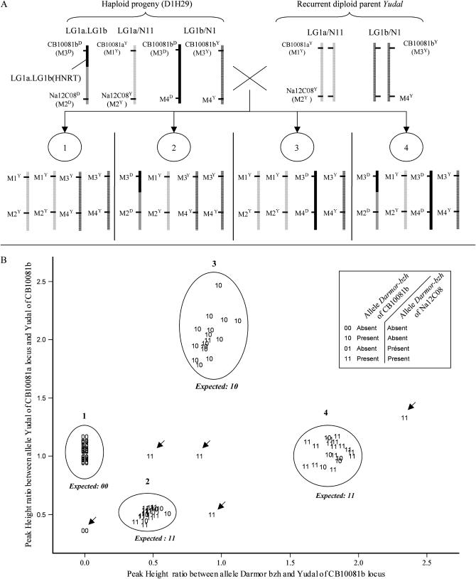 Figure 6.—