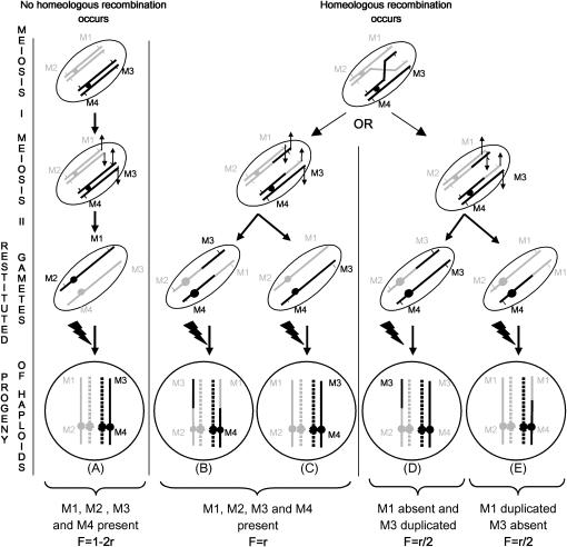 Figure 3.—