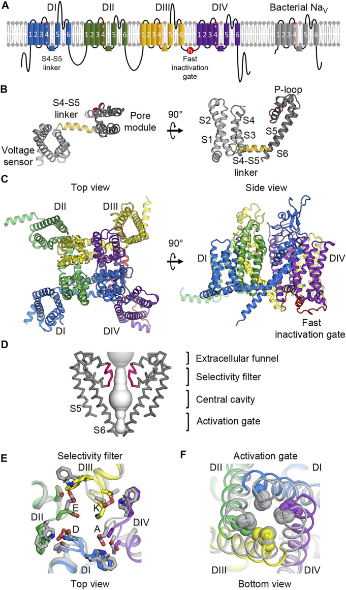 FIGURE 1