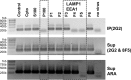 FIG 5