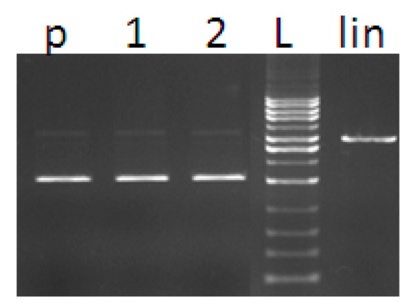 Figure 10