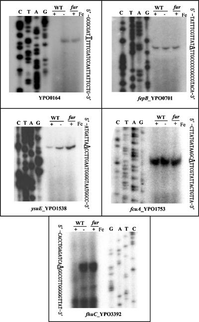 FIG. 1.