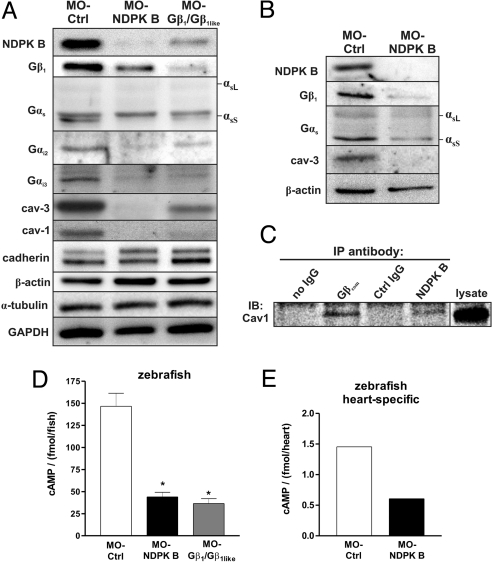 Fig. 5.