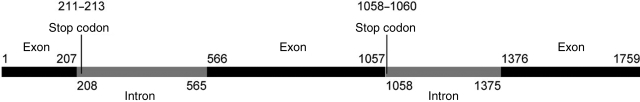 Figure 2