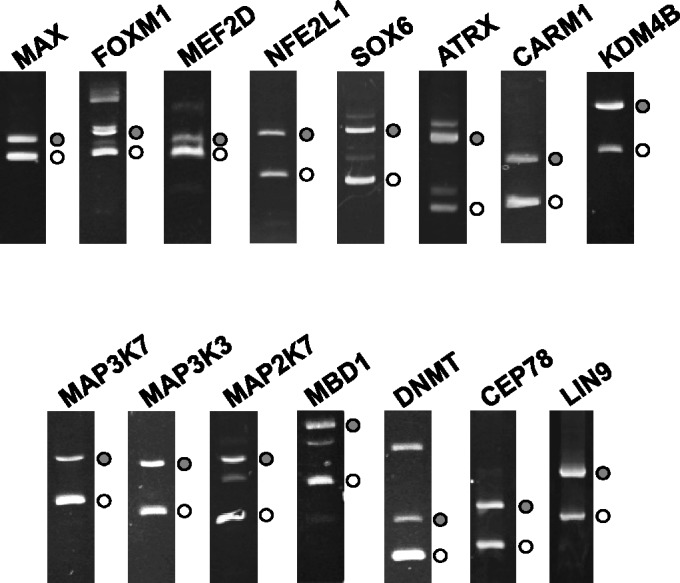 Figure 3.