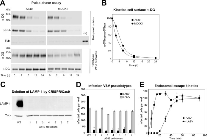 FIG 6