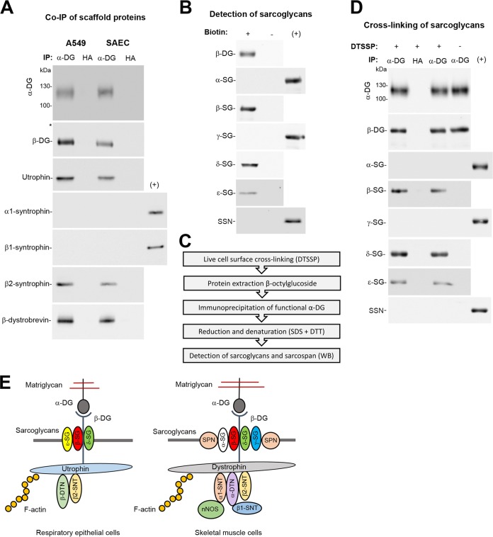 FIG 3