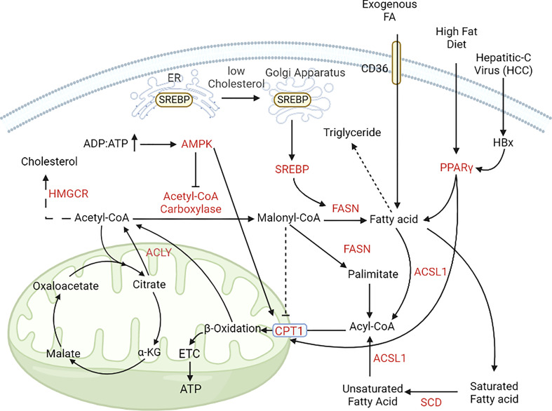 Figure 4