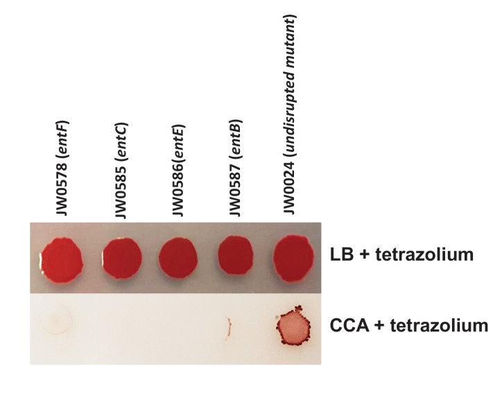 Figure 1—figure supplement 3.