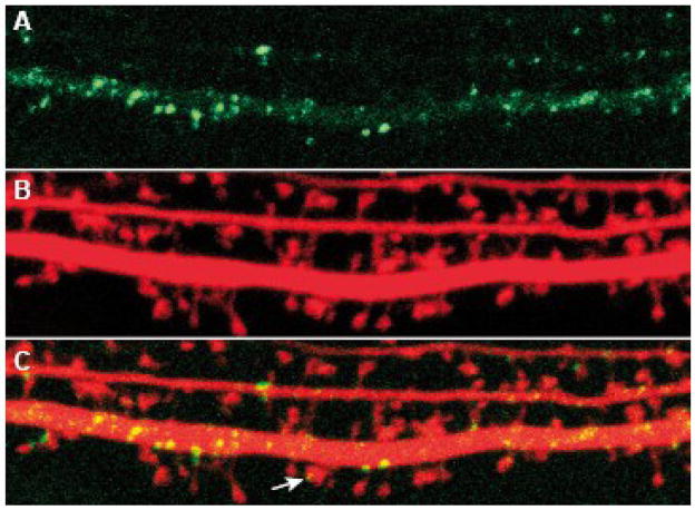 Fig. 3