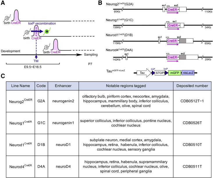 Figure 1