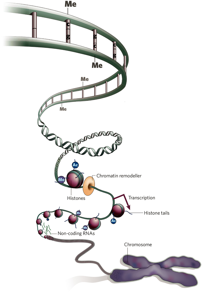 Figure 1 |