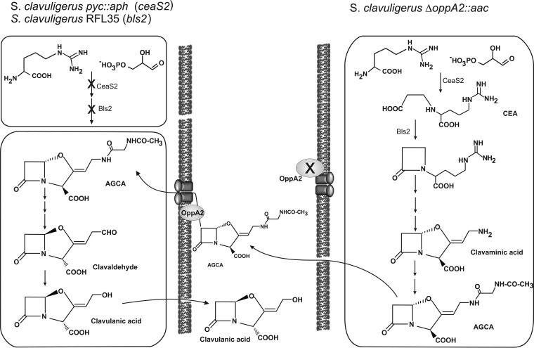 FIG 6