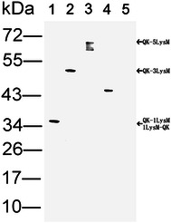 Fig. 4