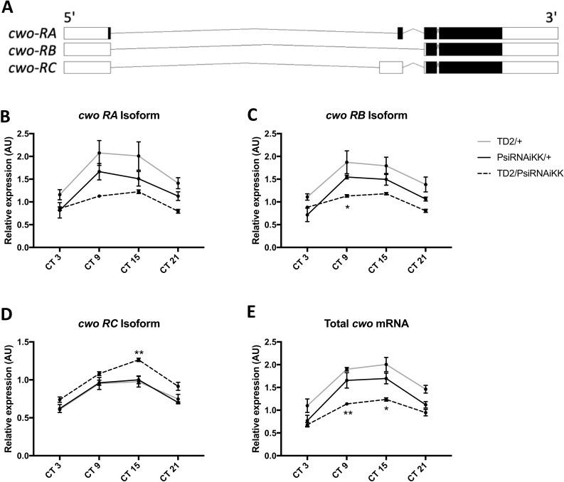 Figure 3—figure supplement 1.