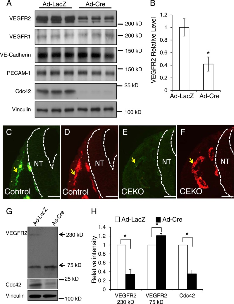 Fig 10