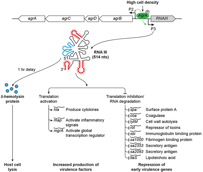 Figure 2: