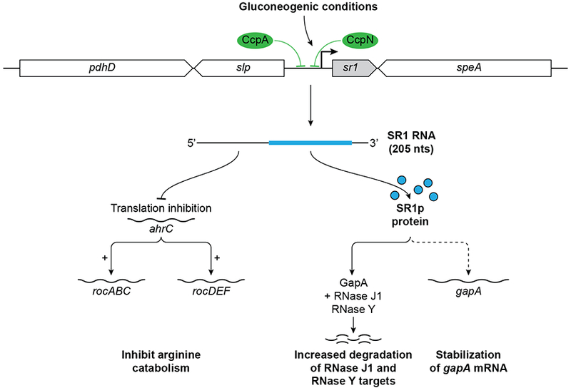 Figure 4: