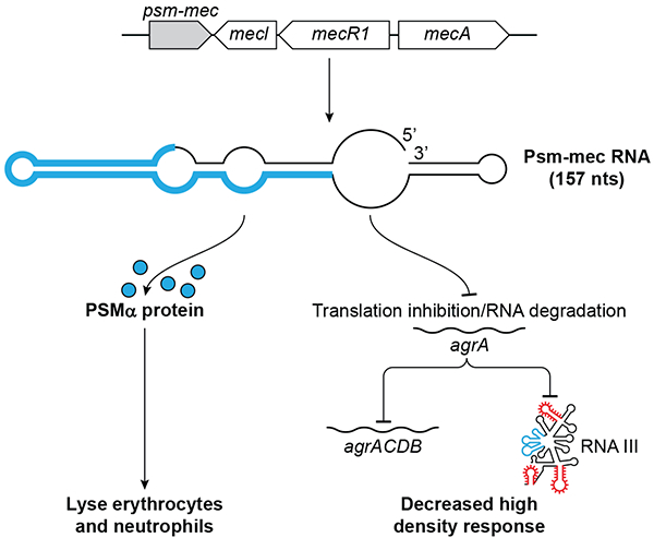 Figure 3: