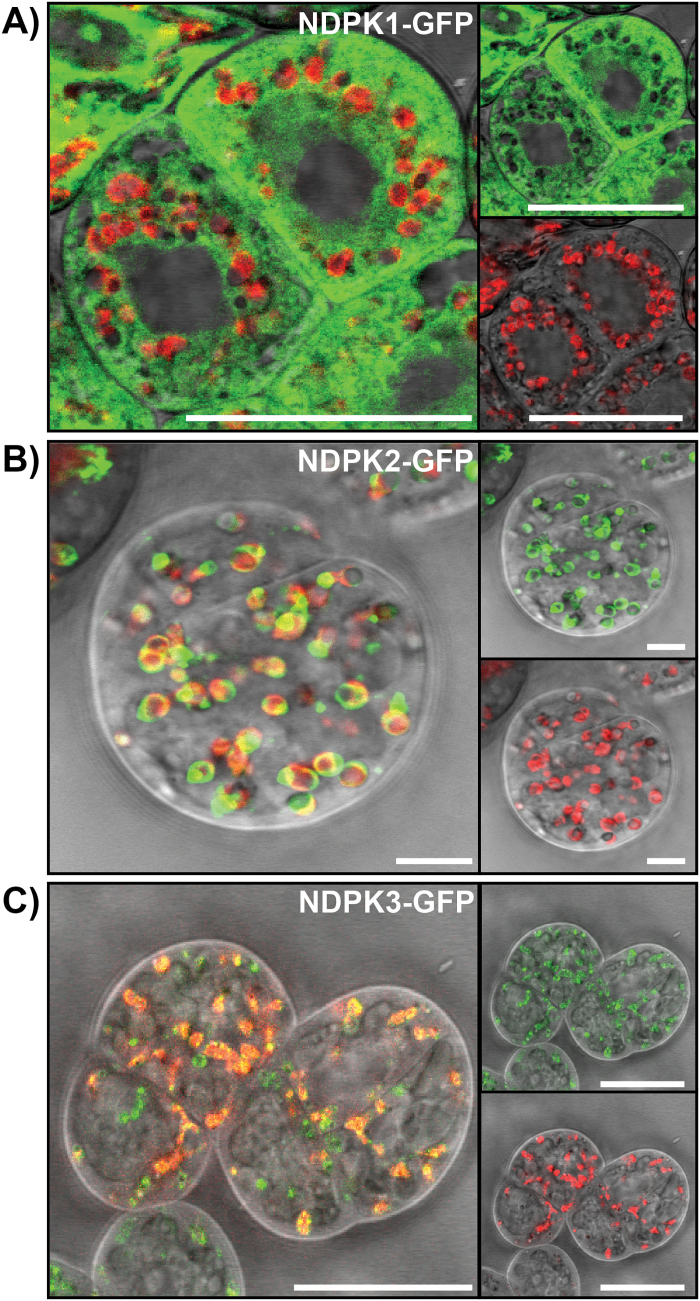 Fig. 2.