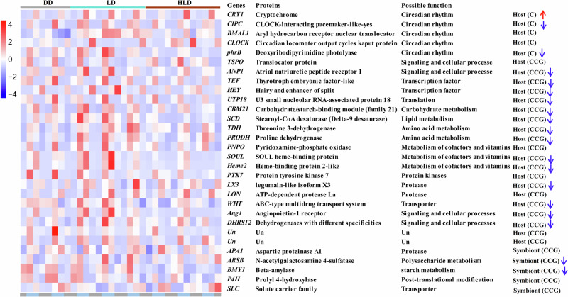 Diel transcriptional responses of coral-Symbiodiniaceae holobiont to ...