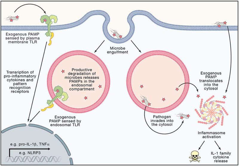 Figure 2: