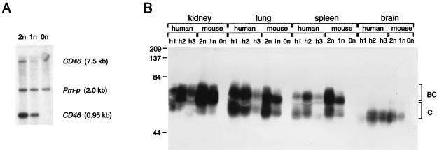 FIG. 1