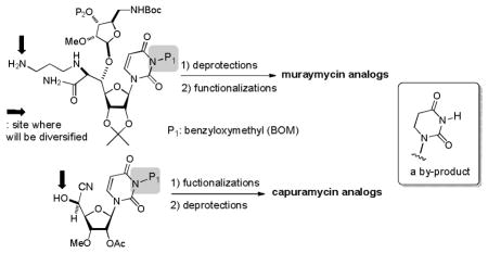 graphic file with name nihms367605u2.jpg