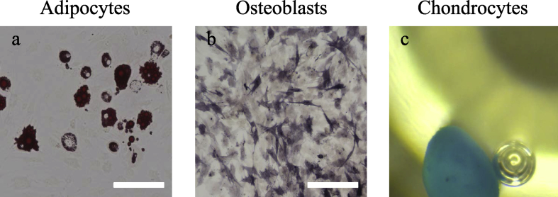 Fig. 2