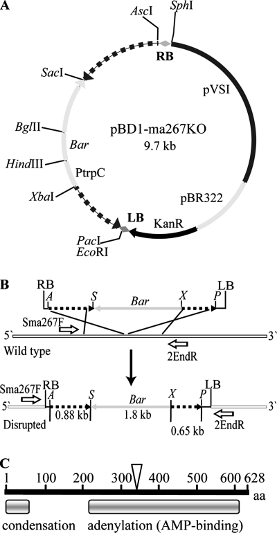 FIG. 1.