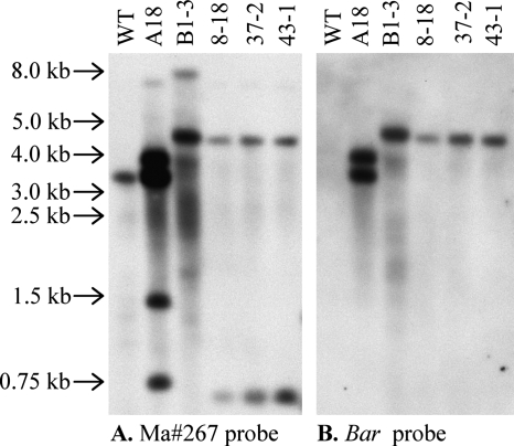 FIG. 5.