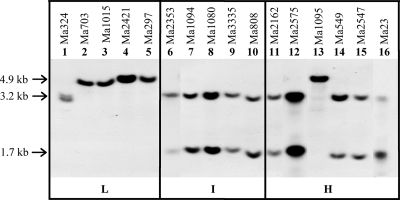 FIG. 2.