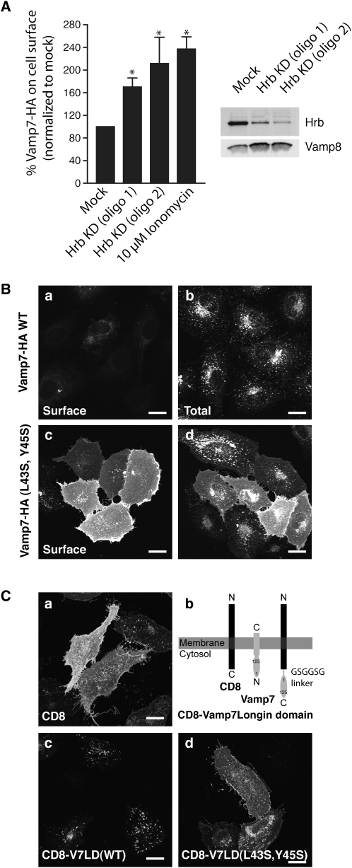 Figure 5